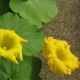 zucchini blossoms - 600