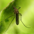 mosquito