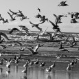 freedom birds