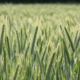 grain wheat