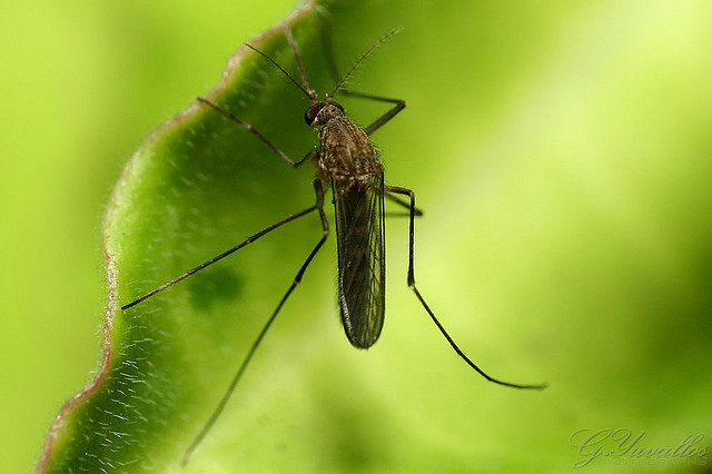 Grow Your Own Mosquito Repellents