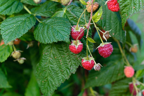 Some groceries are SO expensive! Save significant money each year by growing these otherwise expensive foods.