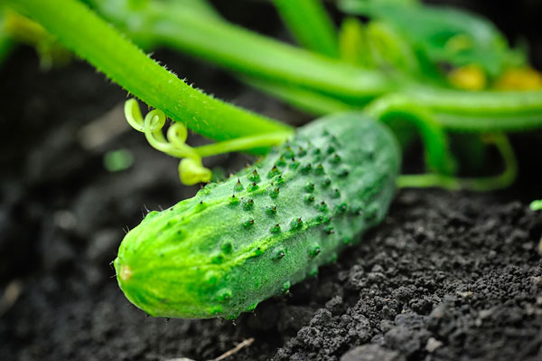 Some groceries are SO expensive! Save significant money each year by growing these otherwise expensive foods.