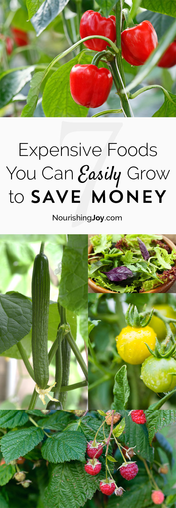 Some groceries are SO expensive! Save significant money each year by growing these otherwise expensive foods.