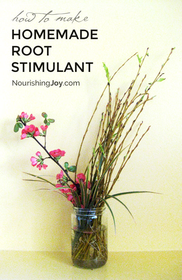 Natural Homemade Root Stimulant
