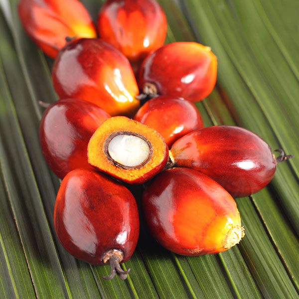 Palm oil fruit