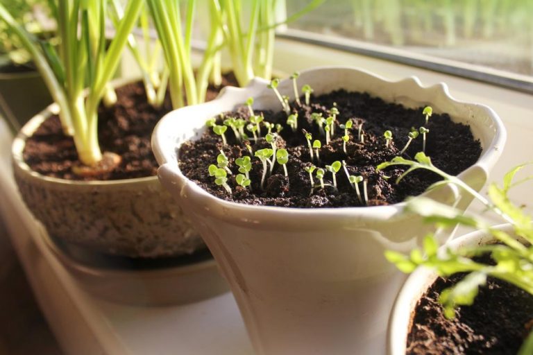 7 Tips to Make the Most of Your Indoor Herb Garden